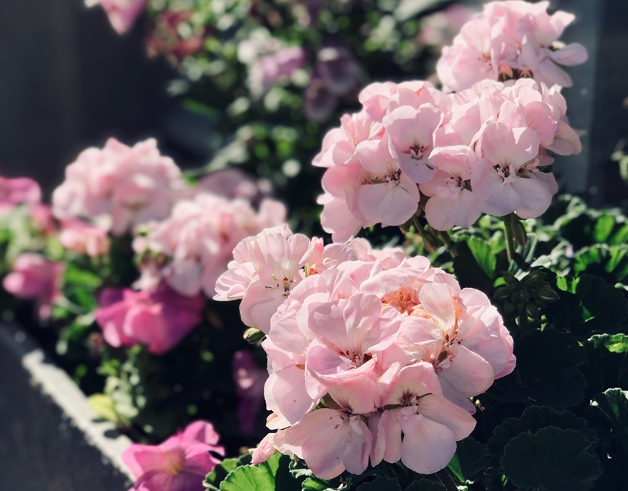 Pelargonie