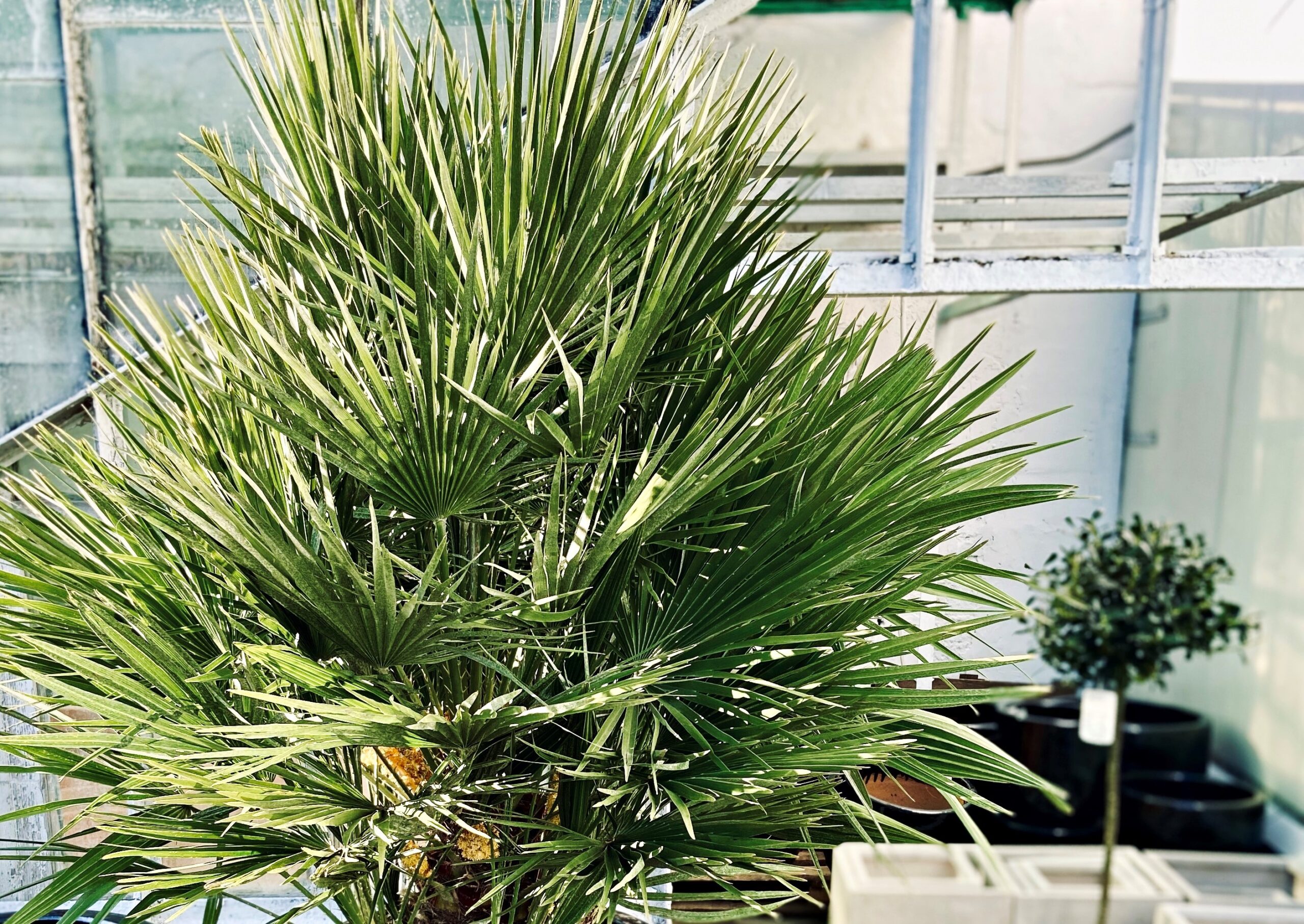 Palmy mrozoodporne / Trachycarpus / Fortunei | Jukka do ogrodu w Polsce