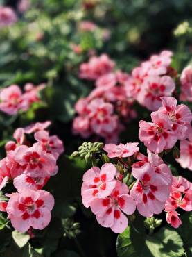 pelargonia