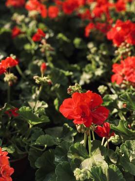 pelargonie