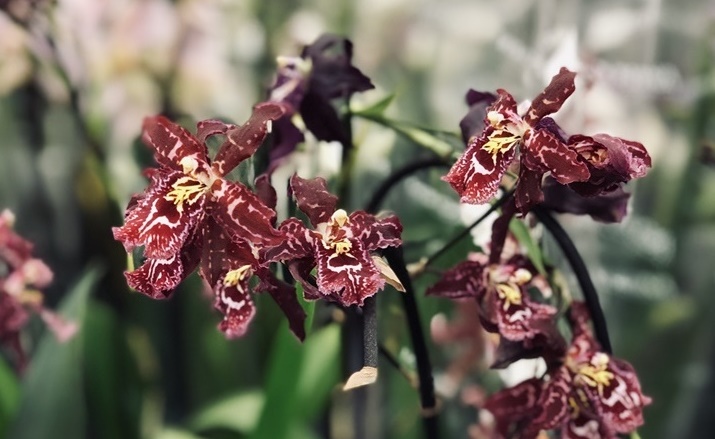 orchidea - zjawiskowe i wyjątkowe rośliny kwitnące