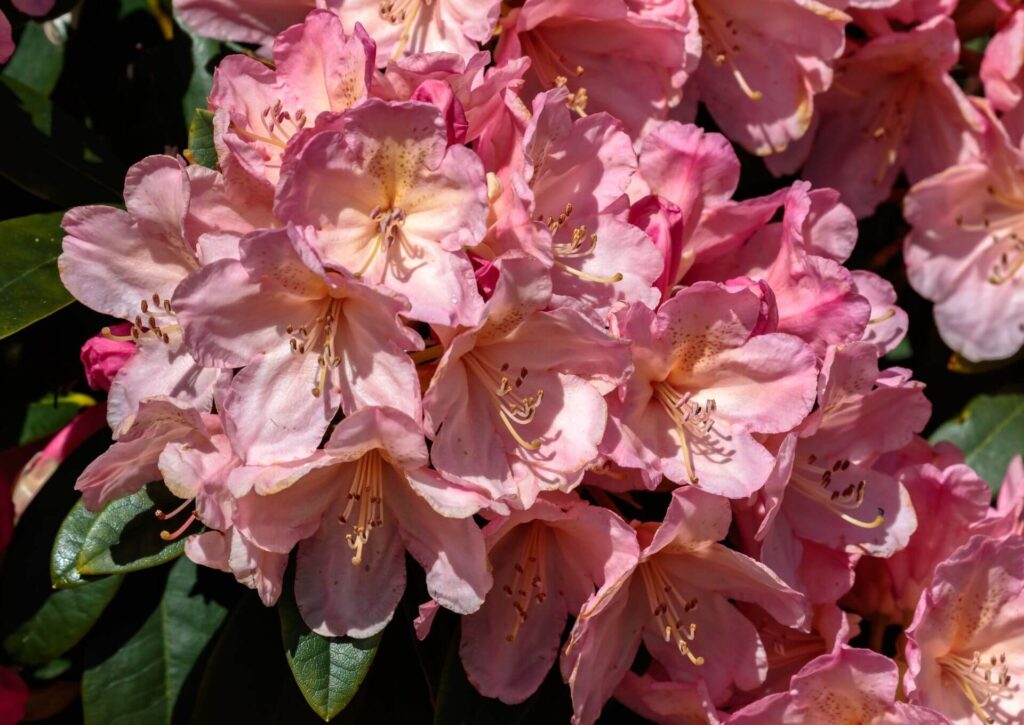 rododendrony