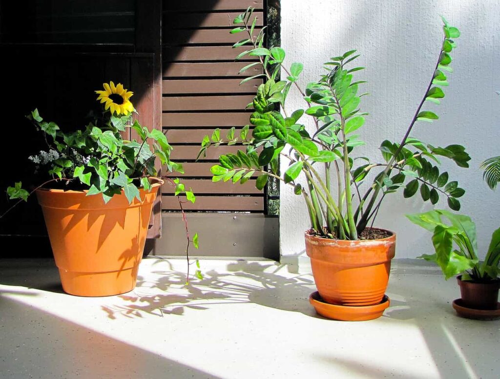 Nawożenie roślin na balkonie i na parapecie. Jakie środki stosować