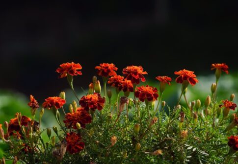 Kwiaty jadalne - rodzaje, uprawa, zastosowanie