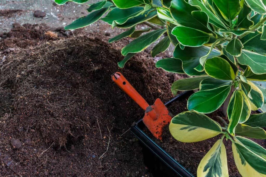 Jak przygotować glebę pod uprawę warzyw i krzewów?